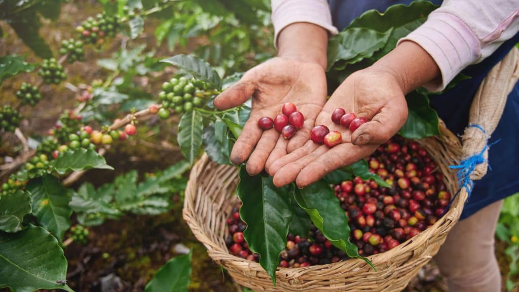 Hands holding ripe red coffee cherries above a basket filled with more cherries, with green leaves and unripe cherries in the backdrop—a glimpse into one of Costa Rica's must-see sights.